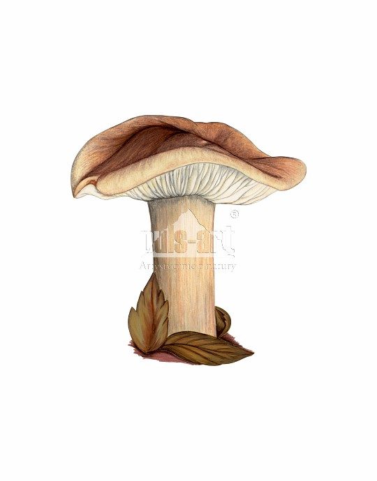 Gąska bukowa (Tricholoma ustale)